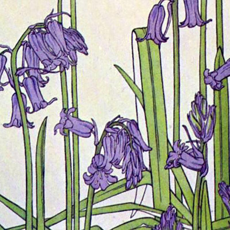 English Bluebells - JaneAusten.co.uk