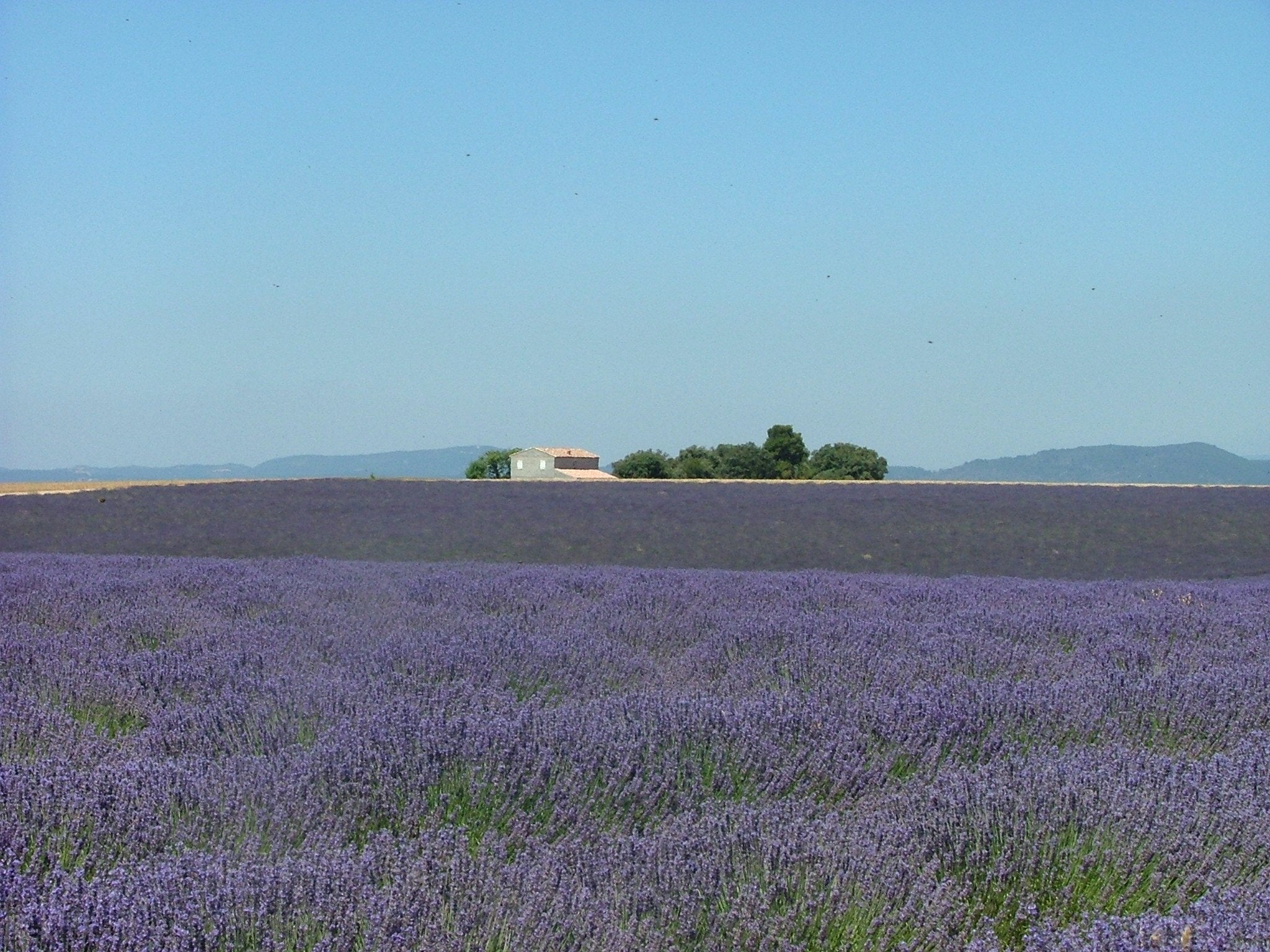 English Lavender Water - History and Recipes - JaneAusten.co.uk