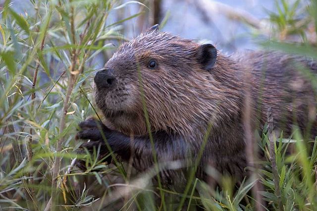 North American Beaver at Carburn Park in Calgary, Alberta. Photo by Chuck Szmurlo taken July 30 2005 with a Nikon D70 and a Nikon 70-200 f2.8 lens