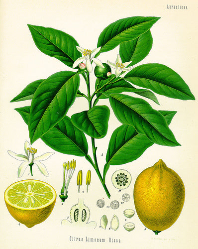 Lemon Water: A Refreshing Drink - JaneAusten.co.uk