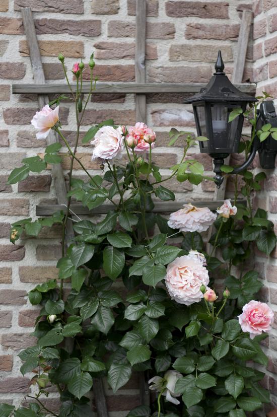 Milk of Roses - JaneAusten.co.uk