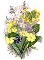 Colours of the Regency - JaneAusten.co.uk