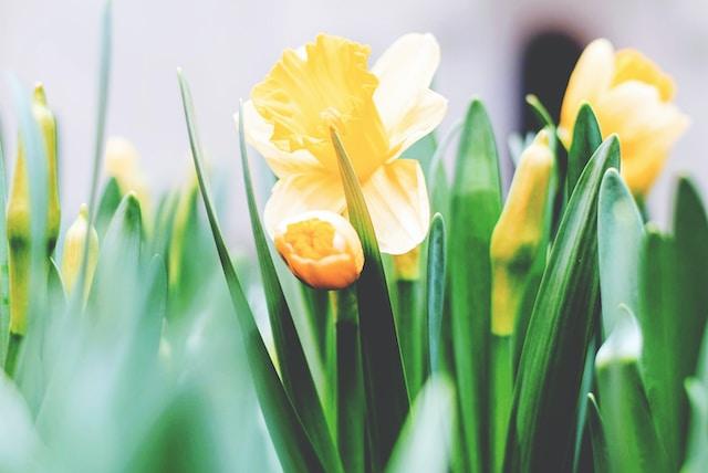 How To Have A Regency Easter - JaneAusten.co.uk