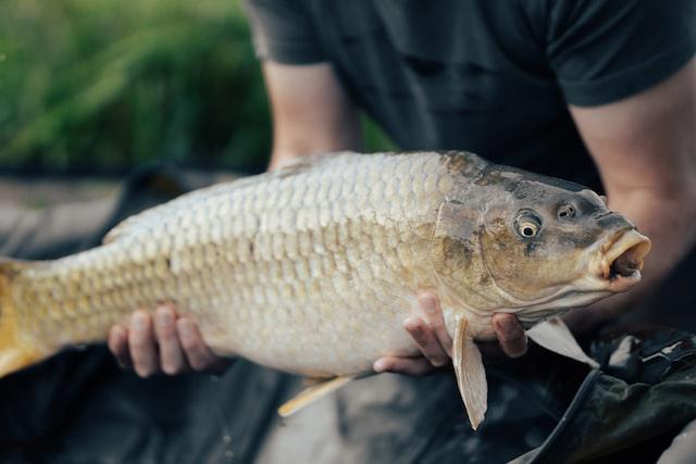 A Sauce for a Carp (and to cook your Carp) - JaneAusten.co.uk