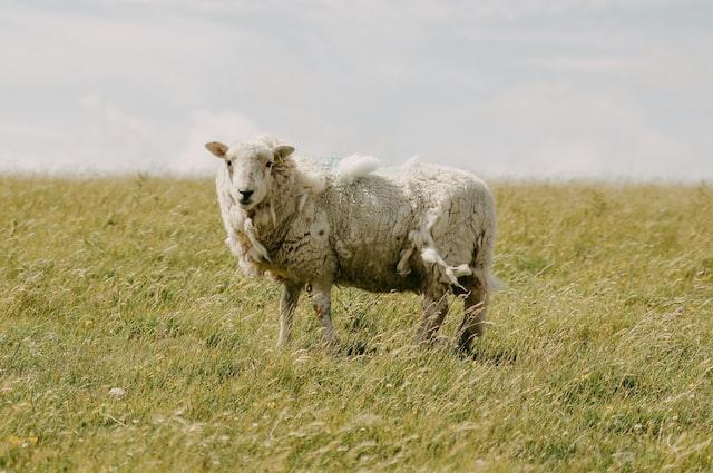 A Dish of Mutton - JaneAusten.co.uk