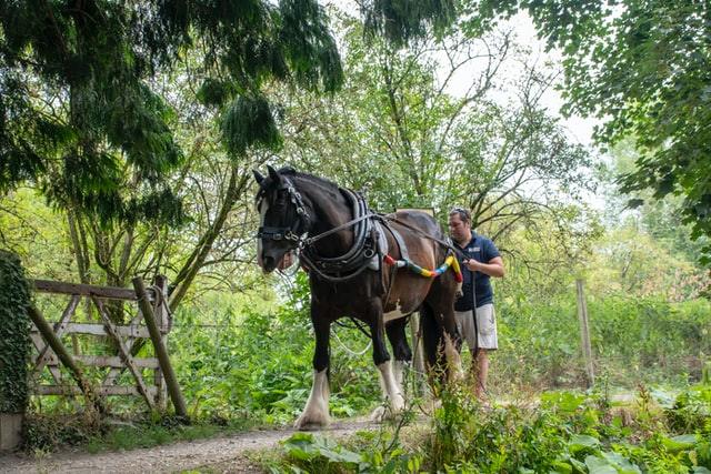 The Cost of Keeping a Horse in Jane Austen's Day - JaneAusten.co.uk