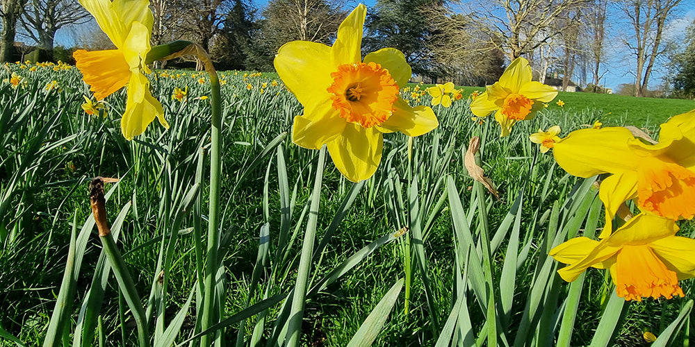 daffodils_st paddy-1000X500.webp__PID:4745b68c-d335-4931-9292-c153a4453fd4